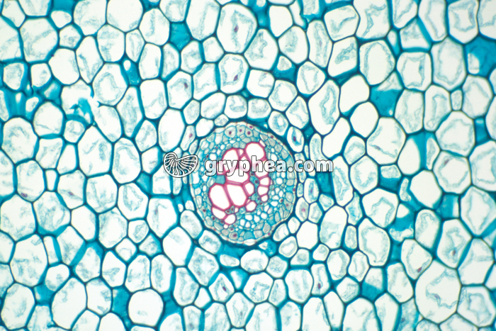 Rhizome de fougère (Polypodium) CT x25 - gryphea.com